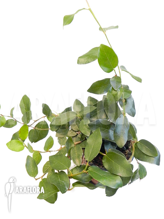 Ficus pumila &lsquo;Elisa&rsquo;