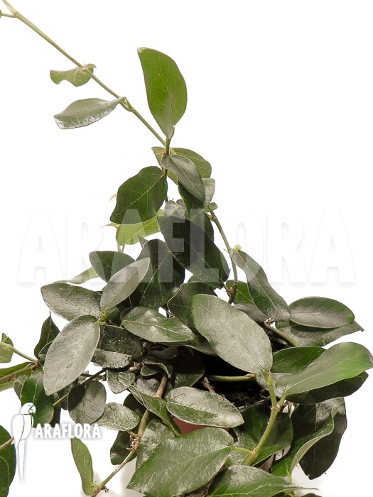 Ficus pumila &lsquo;Elisa&rsquo;