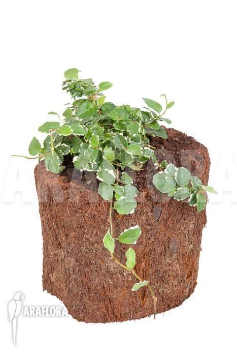 Ficus pumila &lsquo;White sunny&rsquo;