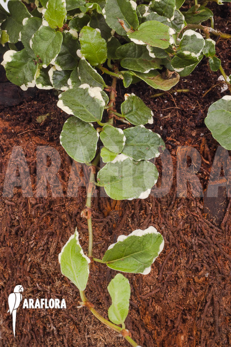 Ficus pumila &lsquo;White sunny&rsquo;
