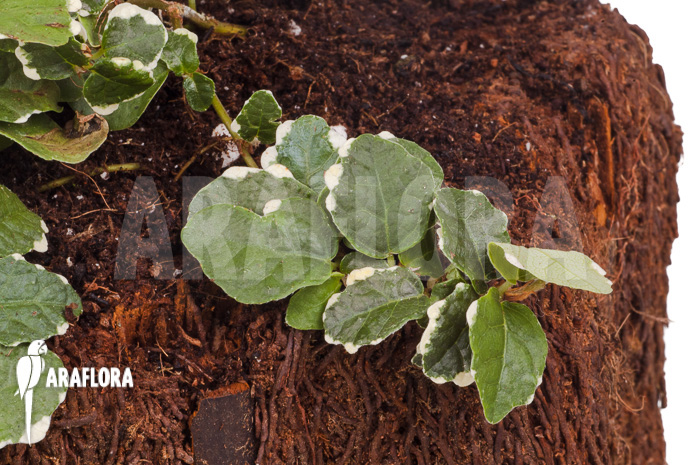 Ficus pumila &lsquo;White sunny&rsquo;