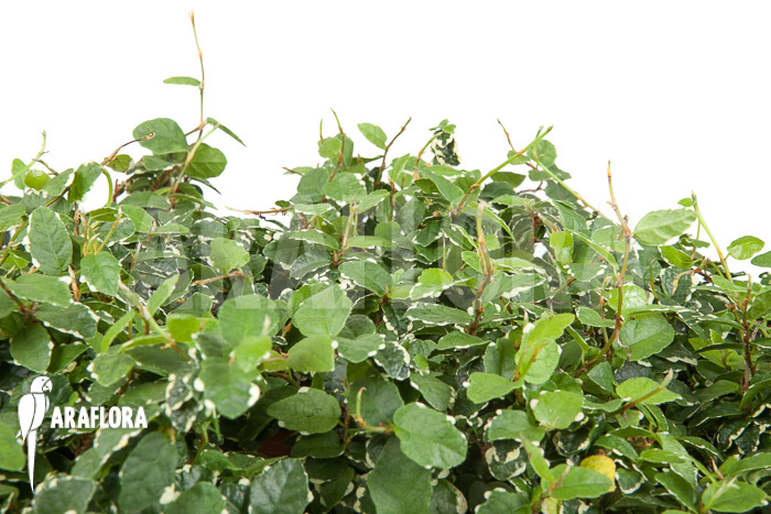 Ficus pumila &lsquo;White sunny&rsquo;