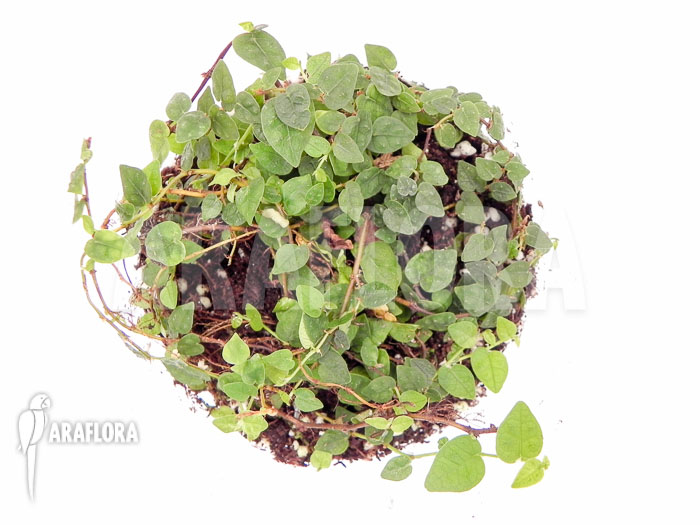 Ficus pumila var. minuta &lsquo;Species colombia&rsquo;