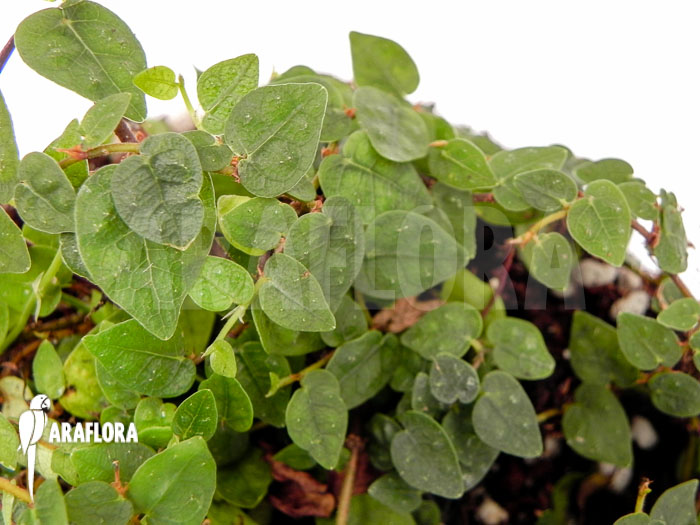 Ficus pumila var. minuta &lsquo;Species colombia&rsquo;