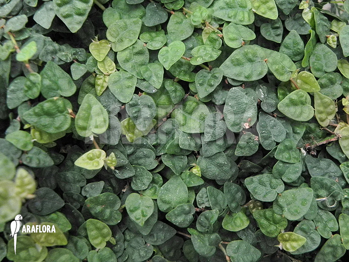 Ficus pumila var. minuta &lsquo;Species colombia&rsquo;