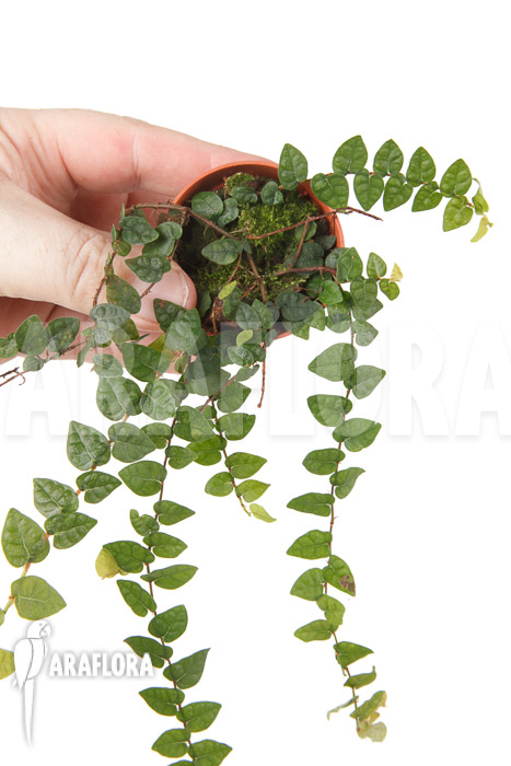 Ficus pumila var minuta &lsquo;Species Colombia&rsquo; &lsquo;S&rsquo;