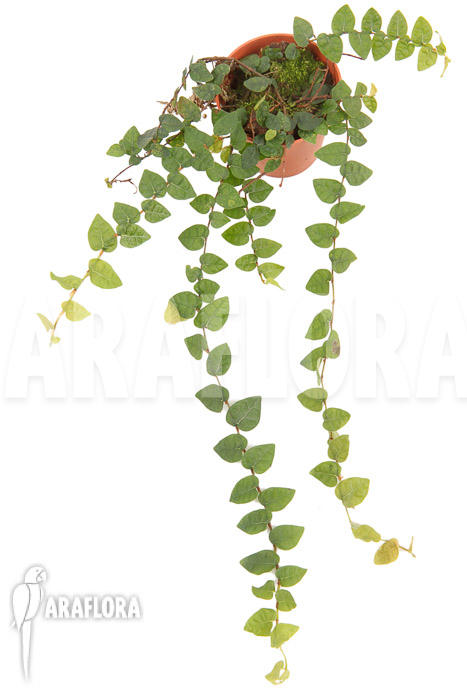 Ficus pumila var minuta &lsquo;Species Colombia&rsquo; &lsquo;S&rsquo;