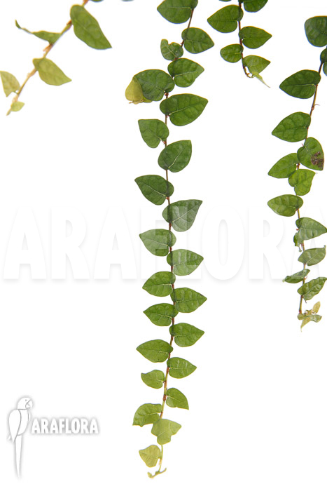 Ficus pumila var minuta &lsquo;Species Colombia&rsquo; &lsquo;S&rsquo;