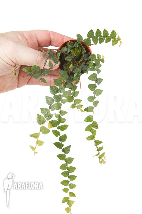 Ficus pumila var minuta &lsquo;Species Colombia&rsquo; &lsquo;S&rsquo;