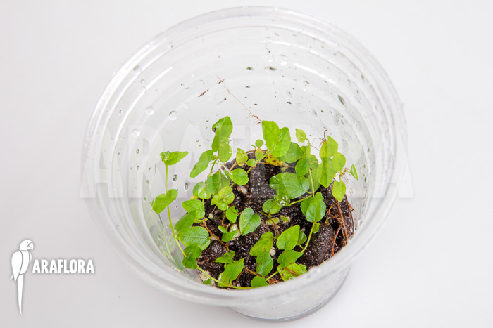 Ficus pumila var minuta &lsquo;Species Colombia&rsquo; &lsquo;Starter&rsquo;