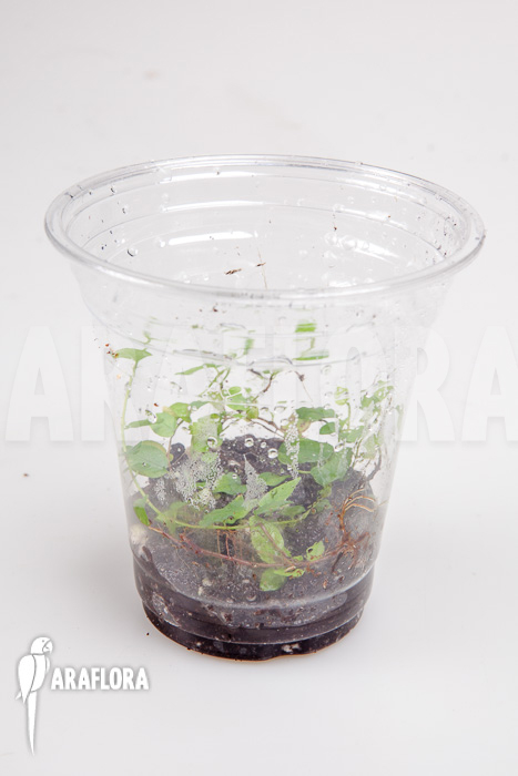 Ficus pumila var minuta &lsquo;Species Colombia&rsquo; &lsquo;Starter&rsquo;