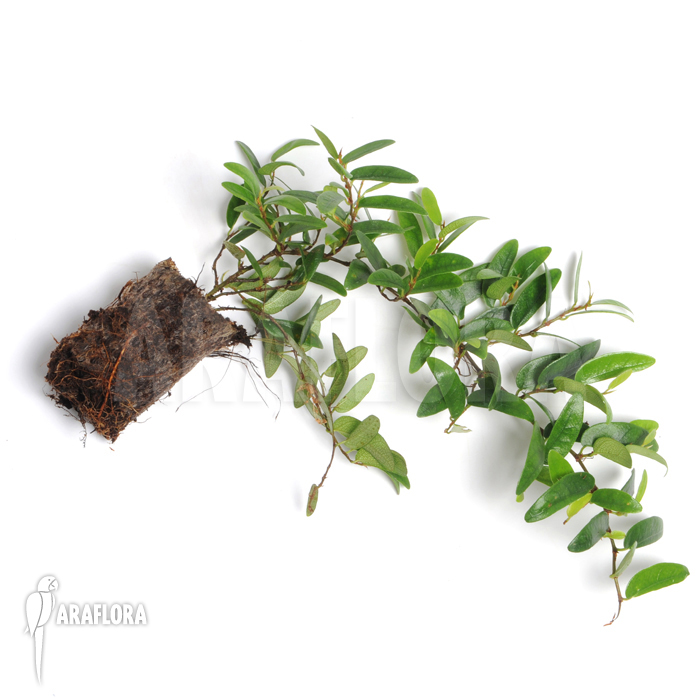 Ficus punctata &lsquo;Species Panama&rsquo;