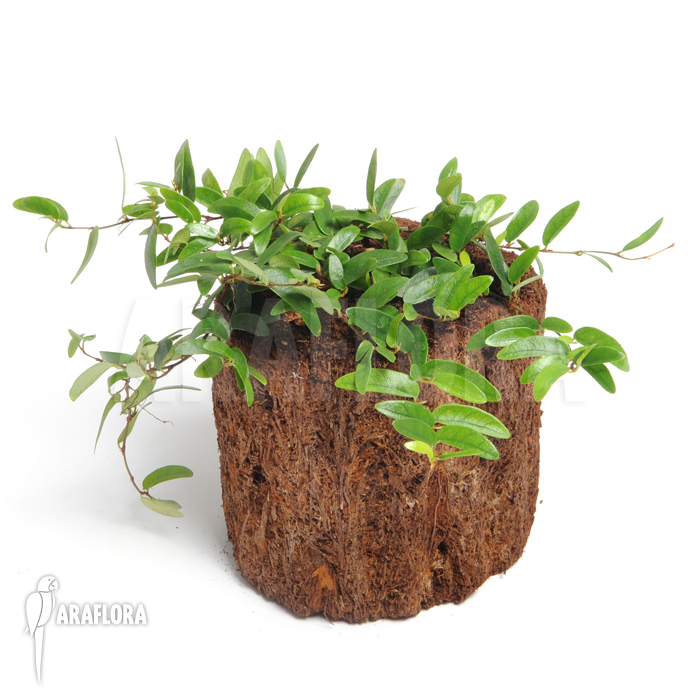 Ficus punctata &lsquo;Species Panama&rsquo;