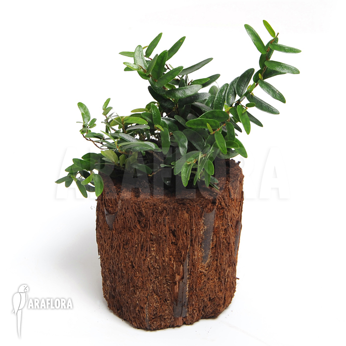 Ficus punctata &lsquo;Species Panama&rsquo;