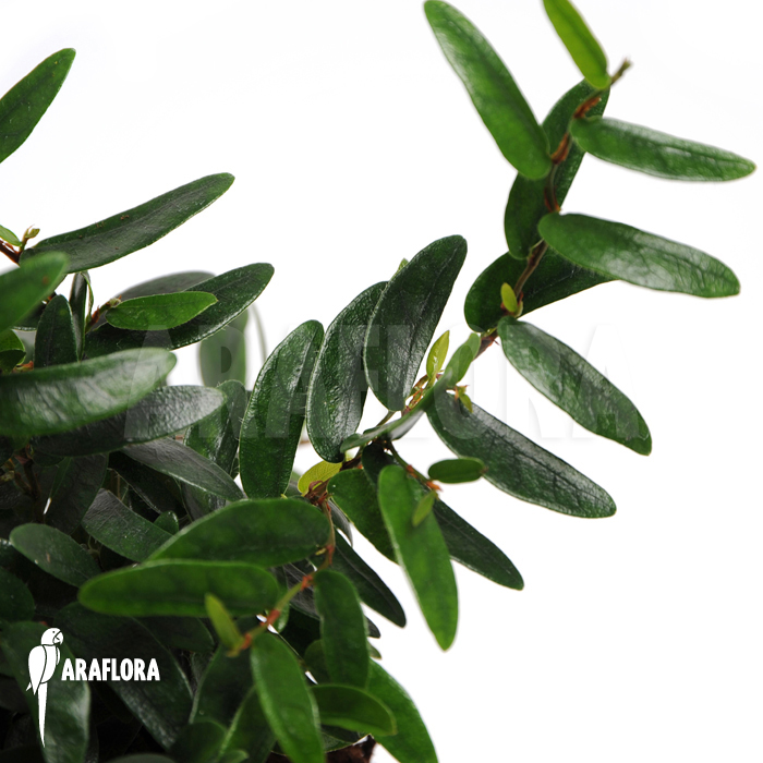 Ficus punctata &lsquo;Species Panama&rsquo;