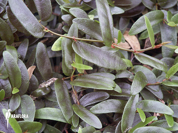 Ficus punctata &lsquo;Species Panama&rsquo;