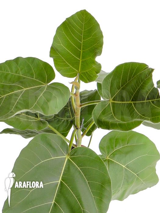 Ficus sp &lsquo;everest&rsquo;