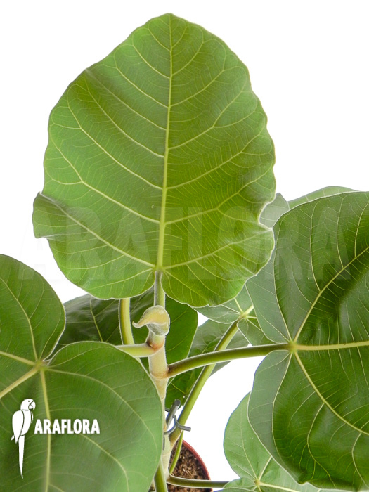 Ficus sp &lsquo;everest&rsquo;