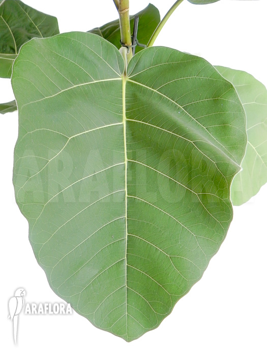 Ficus sp &lsquo;everest&rsquo;