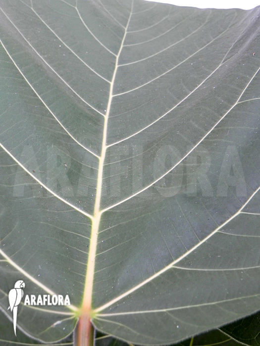 Ficus sp &lsquo;everest&rsquo;