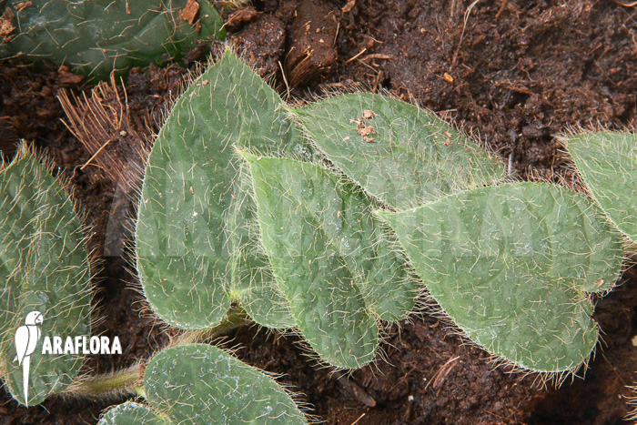 Ficus villosa &lsquo;Starter&rsquo;