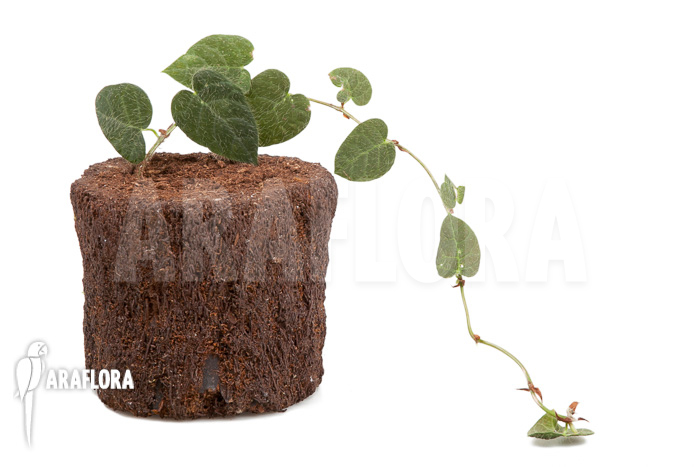 Ficus villosa &lsquo;Starter&rsquo;