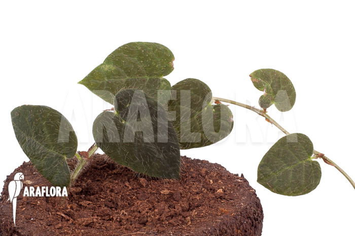 Ficus villosa &lsquo;Starter&rsquo;