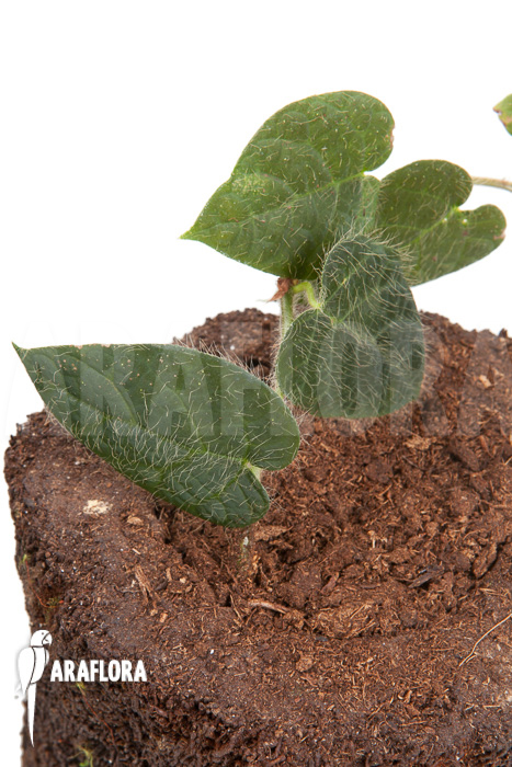 Ficus villosa &lsquo;Starter&rsquo;