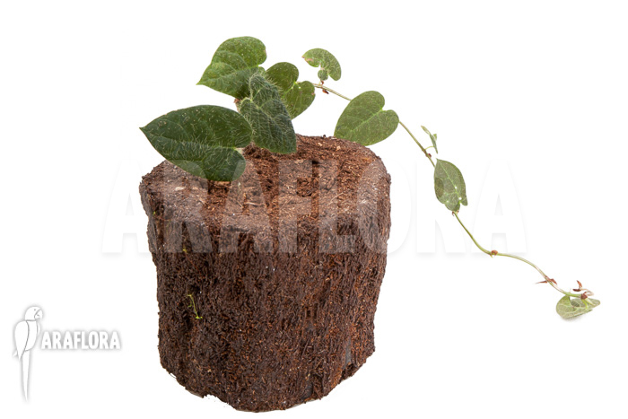 Ficus villosa &lsquo;Starter&rsquo;