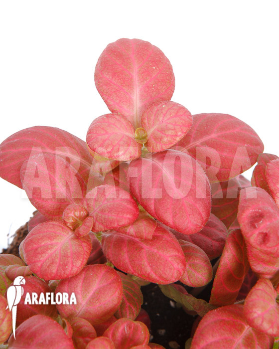 Fittonia Pink Special