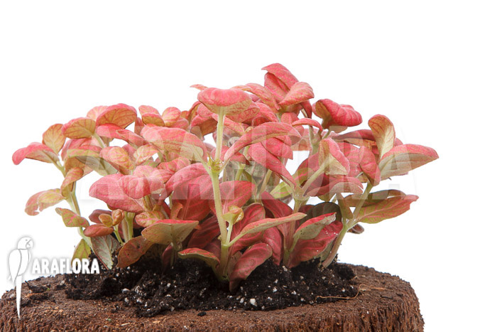 Fittonia Pink Special