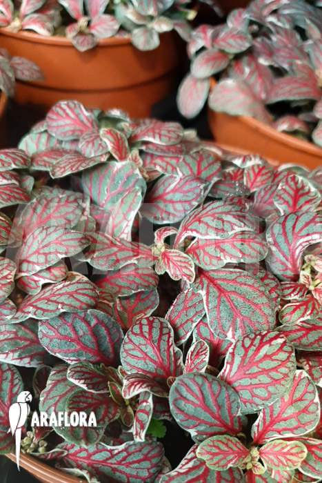 Fittonia &lsquo;grey sensation&rsquo;