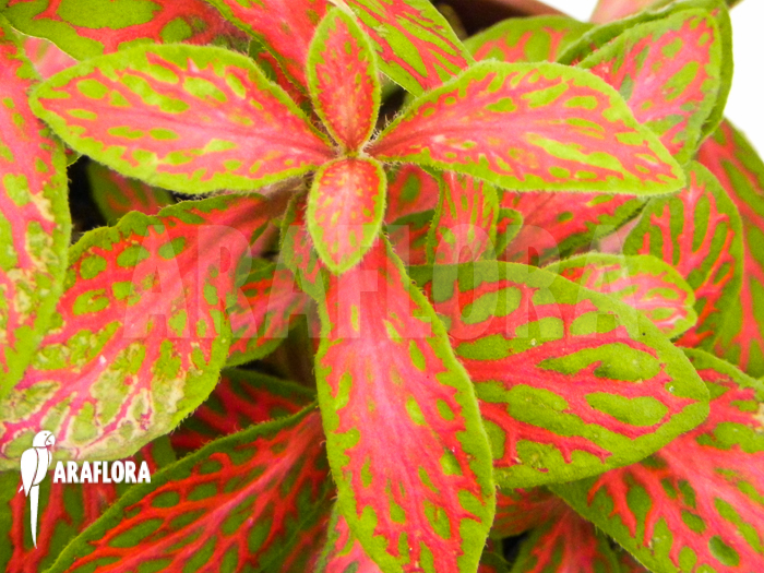Fittonia x red diamant