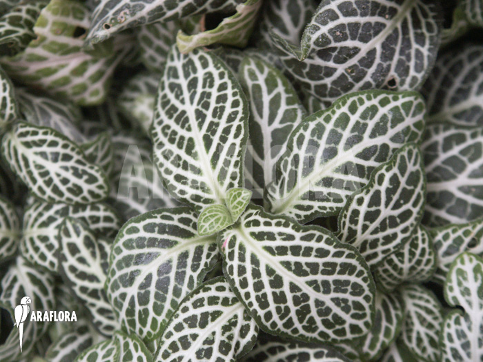 Fittonia x verschaffeltii