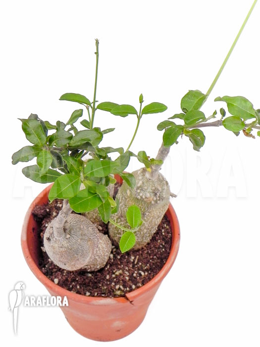 Fockea edulis &lsquo;M&rsquo;