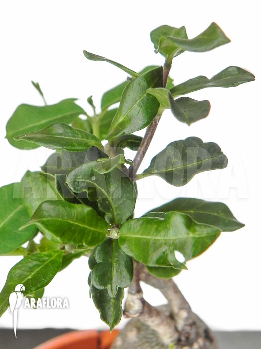 Fockea edulis &lsquo;M&rsquo;