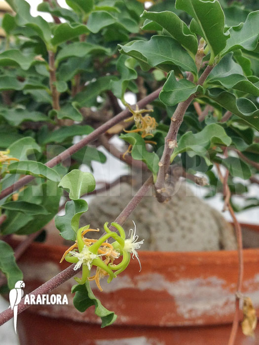 Fockea edulis &lsquo;M&rsquo; flower