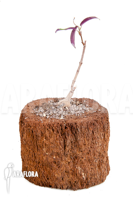 Fockea natalensis &lsquo;S&rsquo;