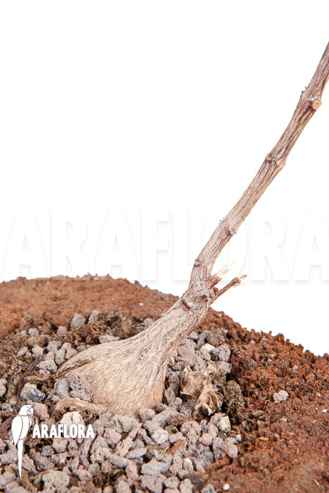 Fockea natalensis &lsquo;S&rsquo;