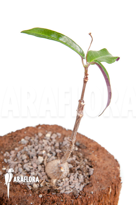 Fockea natalensis &lsquo;S&rsquo;