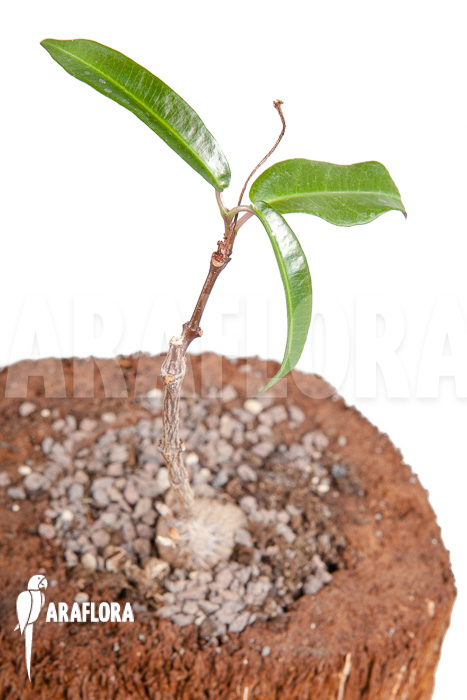 Fockea natalensis &lsquo;S&rsquo;