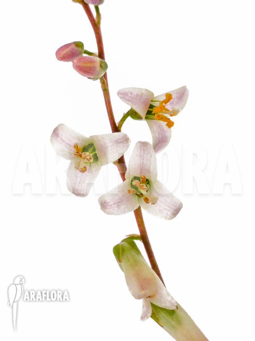 Fosterella rusbyi flower