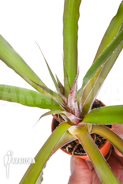 Fosterella villosula