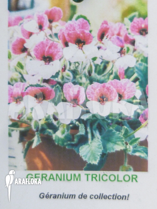 Geranium tricolor