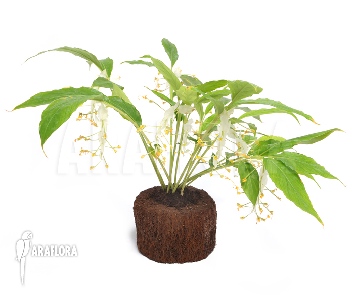 Globba winitii &lsquo;Mount Everest&rsquo;