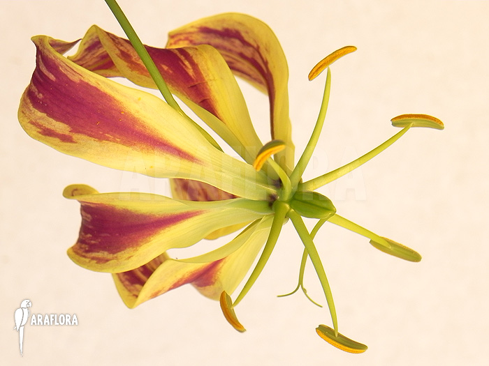 Gloriosa rothschildiana