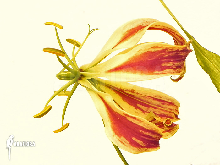 Gloriosa rothschildiana