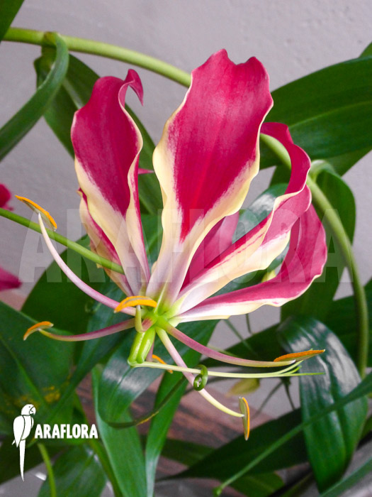 Gloriosa rothschildiana Red
