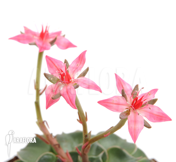 Graptopetalum tacitus bellum