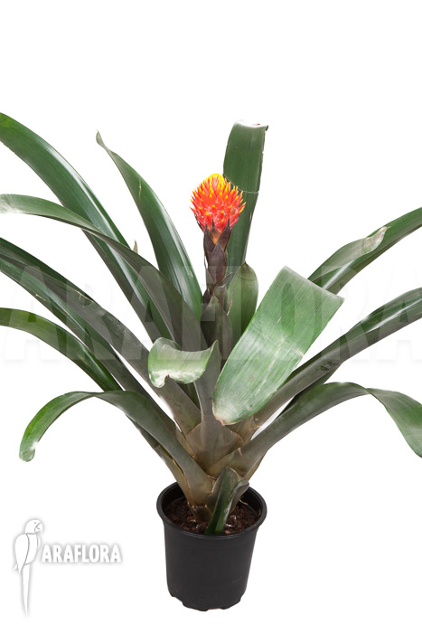 Guzmania conifera